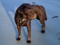 Brown Labrador 5