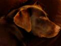 Brown Labrador Dog 8