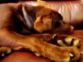 Brown Labrador Dog 9