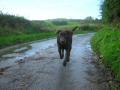 Brown Labrador On An Irish Country Lane In Autumn