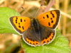 Insects