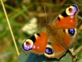 Butterfly 3