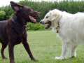 Golden Retrievers Golden Retrievers