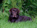 Chocolate Labs Chocolate Labs