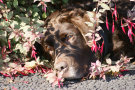 Chocolate Lab Behind Fuscia Plant
