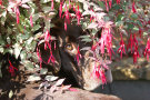 Chocolate Lab Behind Fuscia Plant