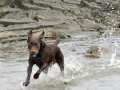 Labrador In Sea