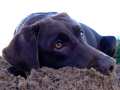 Chocolate Lab 5 In The Sand