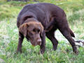 Chocolate Lab 9 - labrador on grassy background