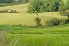 Country Field 2