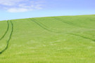Country Field 3
