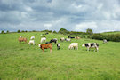 Country Field 5
