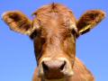 Cow 3 - In A Field In Northern Ireland