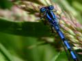 Dragonflies Dragonflies