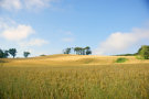 Fields Of Gold (Corn) Fields Of Gold (Corn)