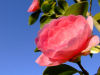 Flowers / Plants / Shrubs