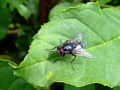 Flies Flies (Insects)