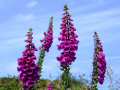 Flowers, Plants, Shrubs Flowers, Plants, Shrubs