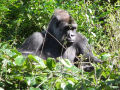 Gorilla Gorilla