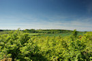 Irish Countryside 6