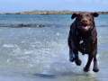 Brown Labrador Splashing Through The Sea