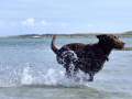 Brown Labrador Splashing Through The Sea 2