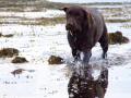 Brown Labrador Splashing Through The Sea 4 - Taken at ISO 800 On Fiuji S9500 In Low Light Conditions