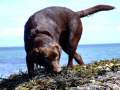 Brown Labrador On The Beach 2