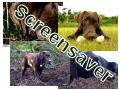Labrador Screensavers Labrador Screensavers