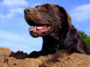 Labradors