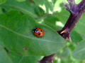 Ladybug / Ladybird Ladybug / Ladybird