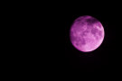 Purple Moon Purple Moon
