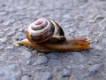 Snails Snails