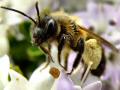 Bees Bees + Wasp Like Insects