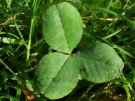 3 Leaf Clover / Three Leaf Clover