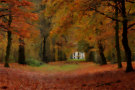 Autumn Forest 2