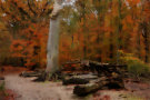 Autumn Forest 4