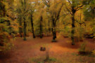 Autumn Forest 6