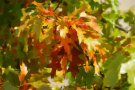 Autumn Leaves 3