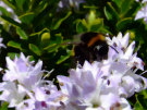 Bee 3 (On a hebe flower)