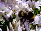 Bee 6 (On a hebe flower)