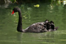 Black Swan