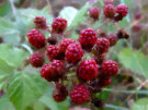 Blackberries (Red as they are not ripe yet)