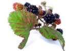 Blackberries (White Background)