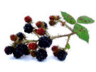 Blackberries 2 (with white background)