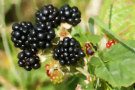 Blackberries 3