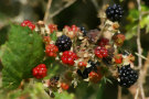 Blackberries 4