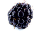 Blackberry (with white background)