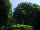 Botanic Gardens Trees