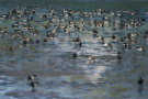 Brent Geese